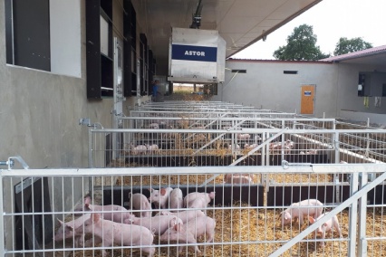 Astor for pig farms